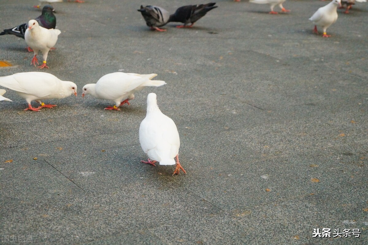 幼鸽正确喂养方法,鸽子拉稀会不会影响幼鸽