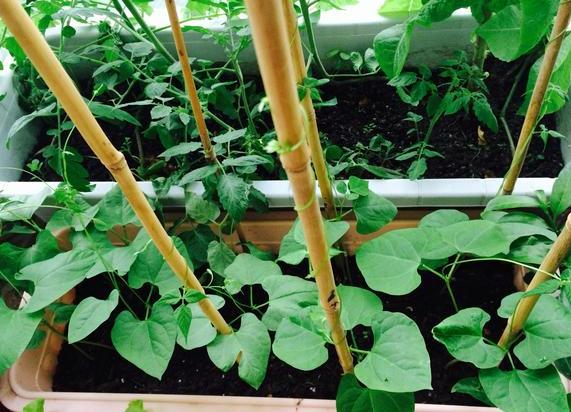 盆栽土的表面发霉要不要紧,盆栽新土怎么处理