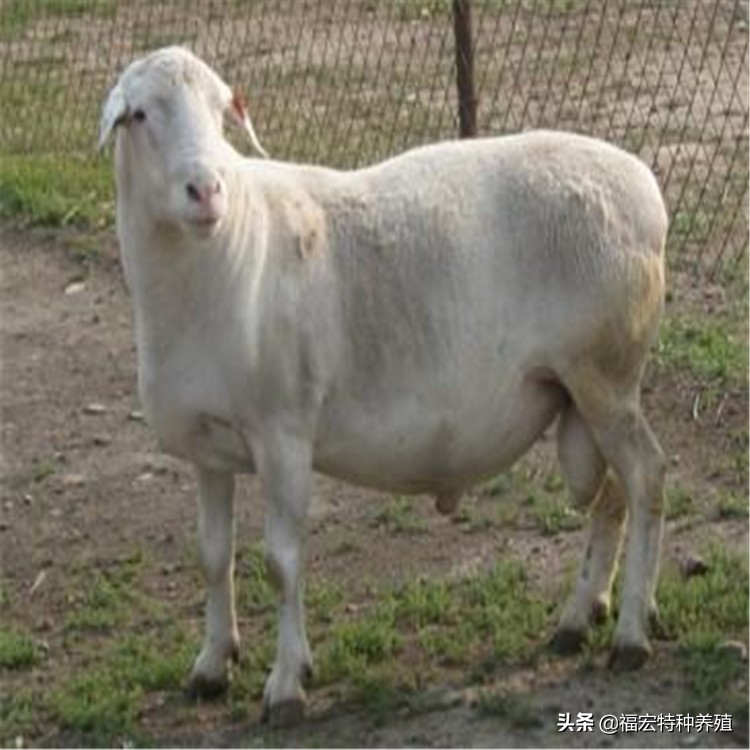 杜泊绵羊和澳洲白羊个好？黑头杜泊绵羊一胎生了几个羊羔？