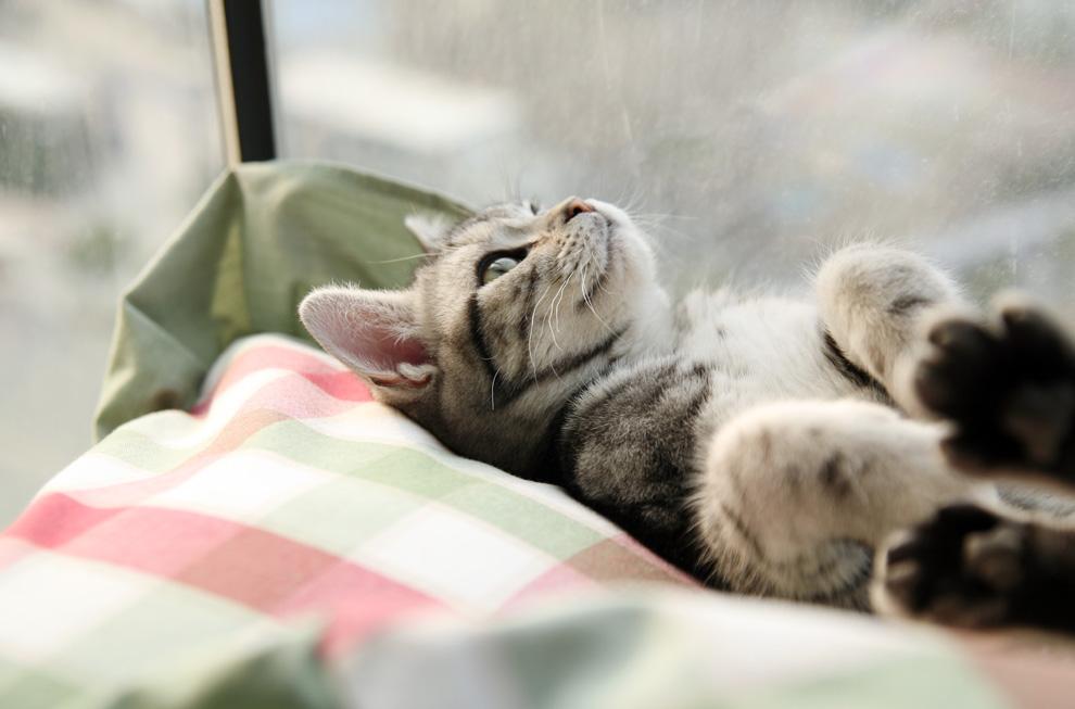 猫咪脱毛会不会长癣,猫咪长癣