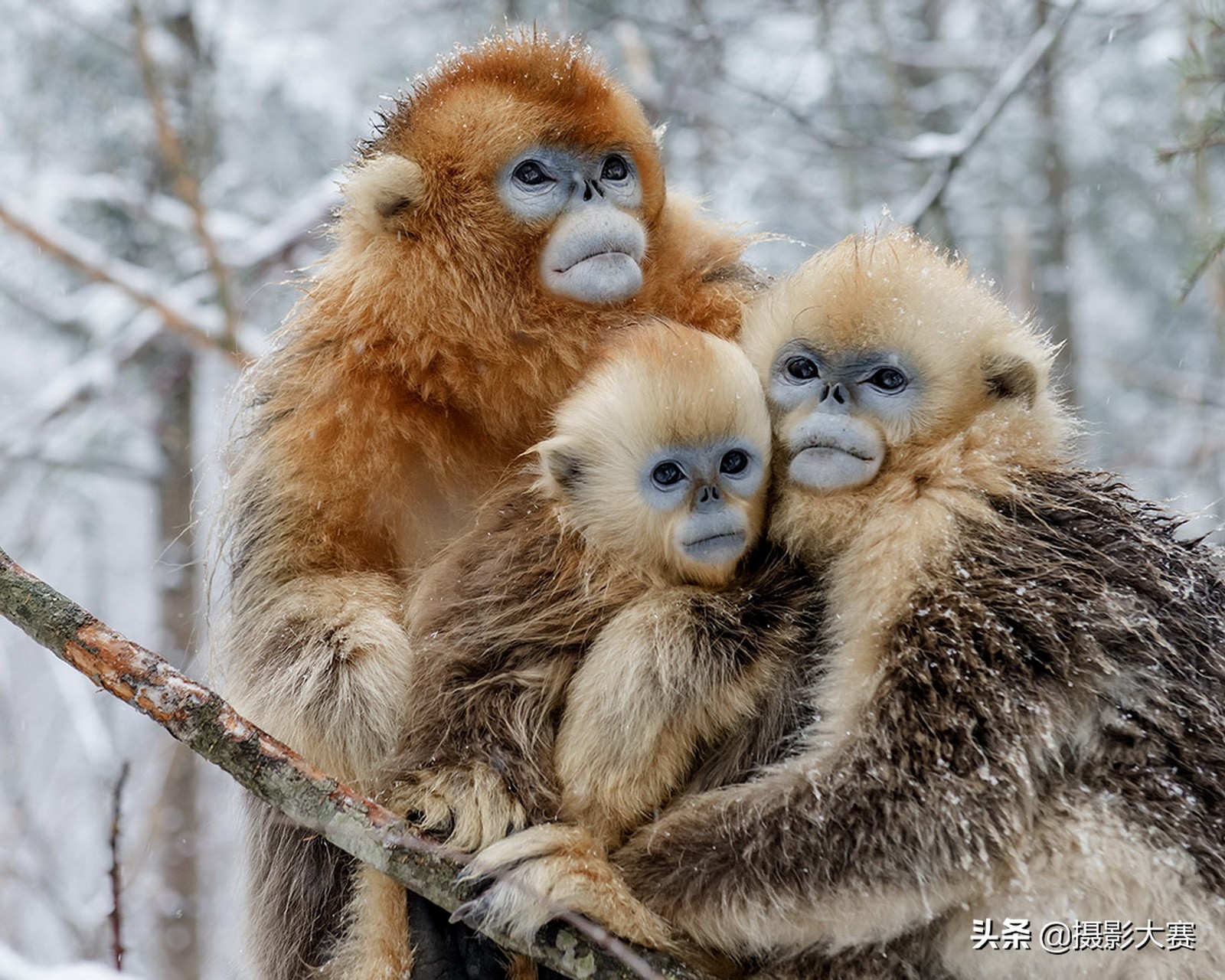 尼康摄影大赛什么时候开始,2023尼康摄影大赛官方网站