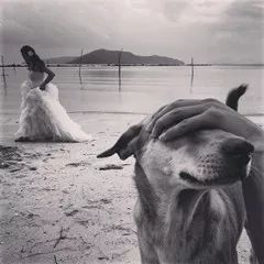 狗狗被眼镜蛇咬了怎么救治,狗狗被蛇咬伤后24小时后还会死吗