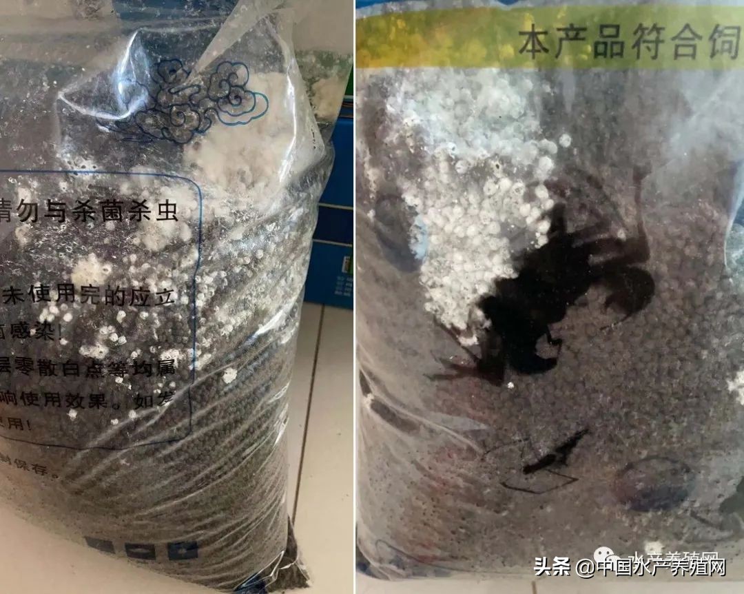 饲料乱象,饲料行业乱象