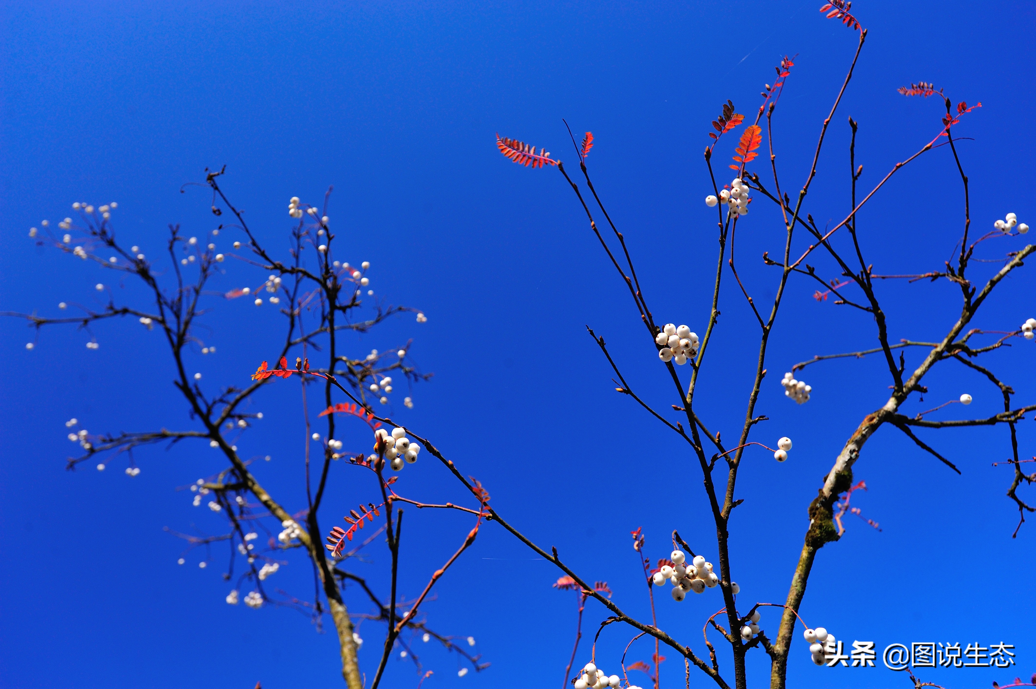 登上峨眉山金顶看风景,峨眉山日出云海佛光圣灯照片