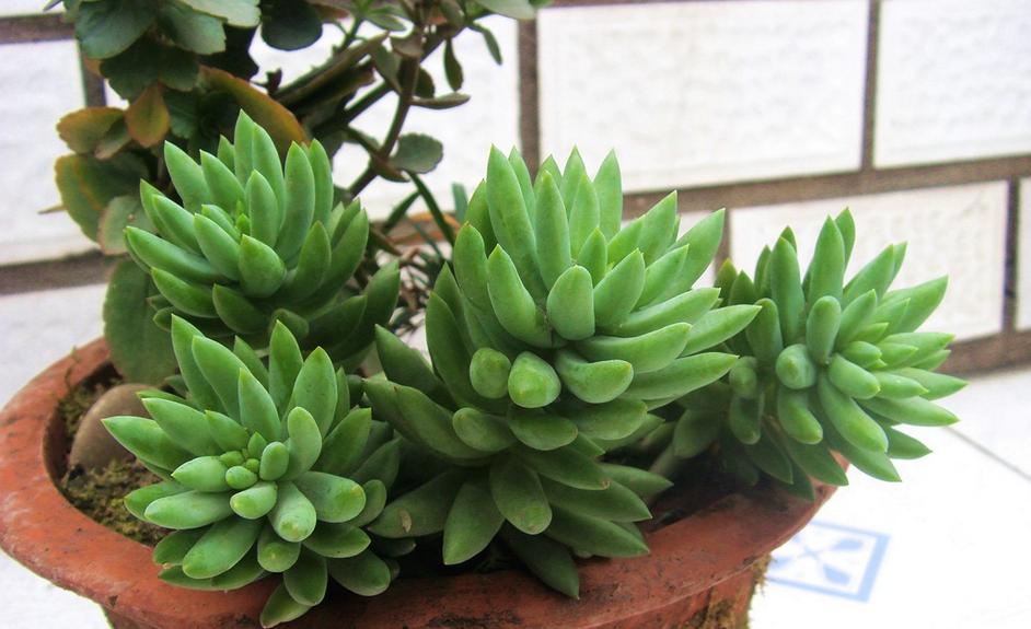 千佛手叶插苗怎么养,多肉千佛手的养殖方法和关注事项