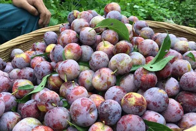 汶川最美紫宝石,汶川最美的紫宝石
