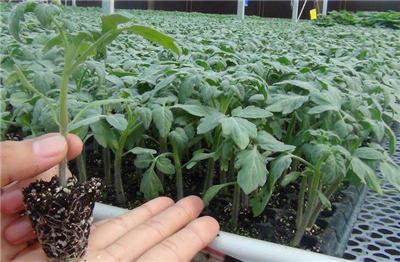 便宜又好种的小苗,便宜苗子