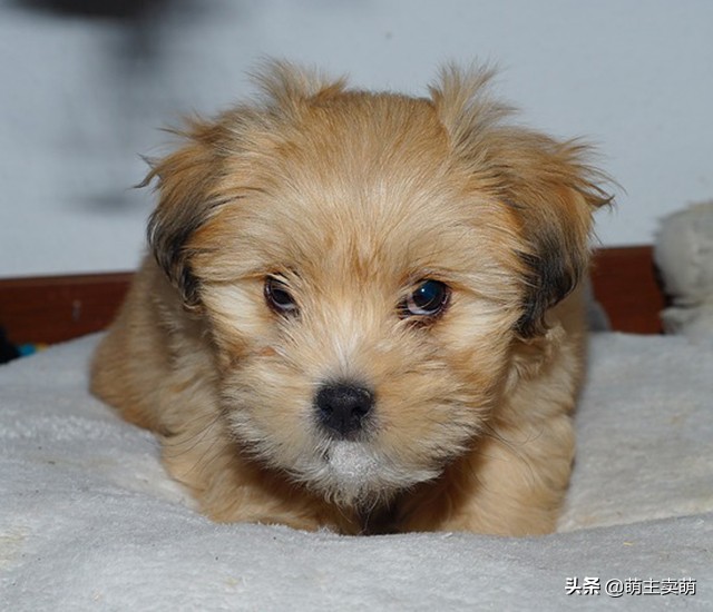 泰迪犬有这些症状说明被人宠爱着,泰迪狗粘人