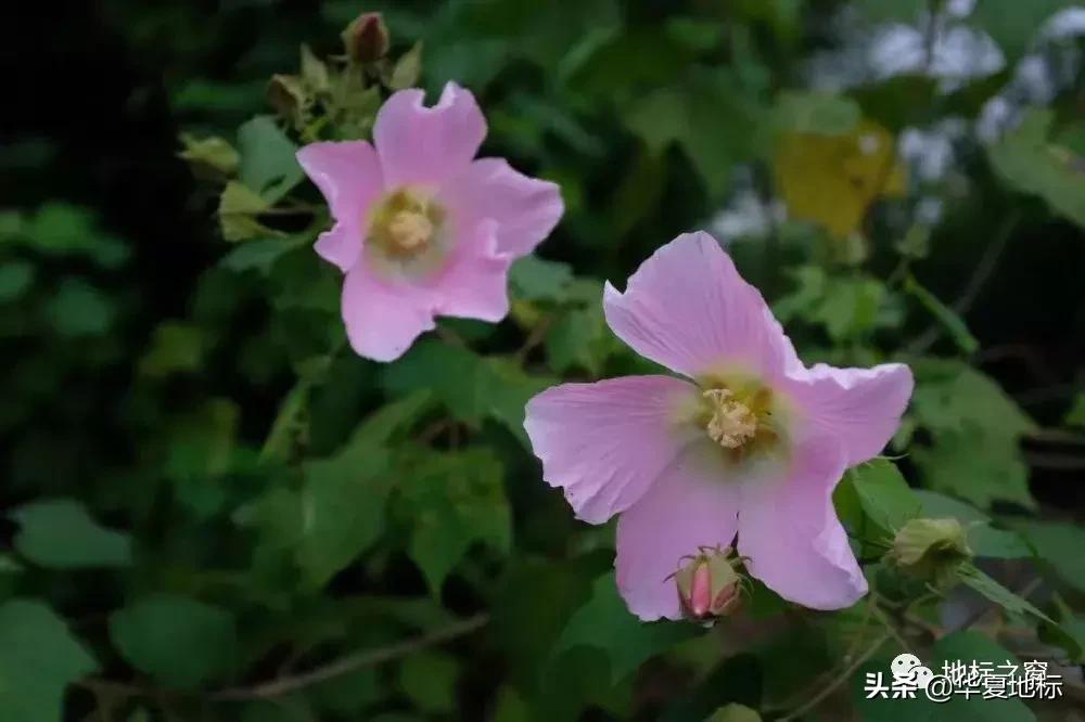 绉嬩箣瀚ｇ劧鐑熻姳鍚戞櫄,绉嬩箣瀚ｇ劧