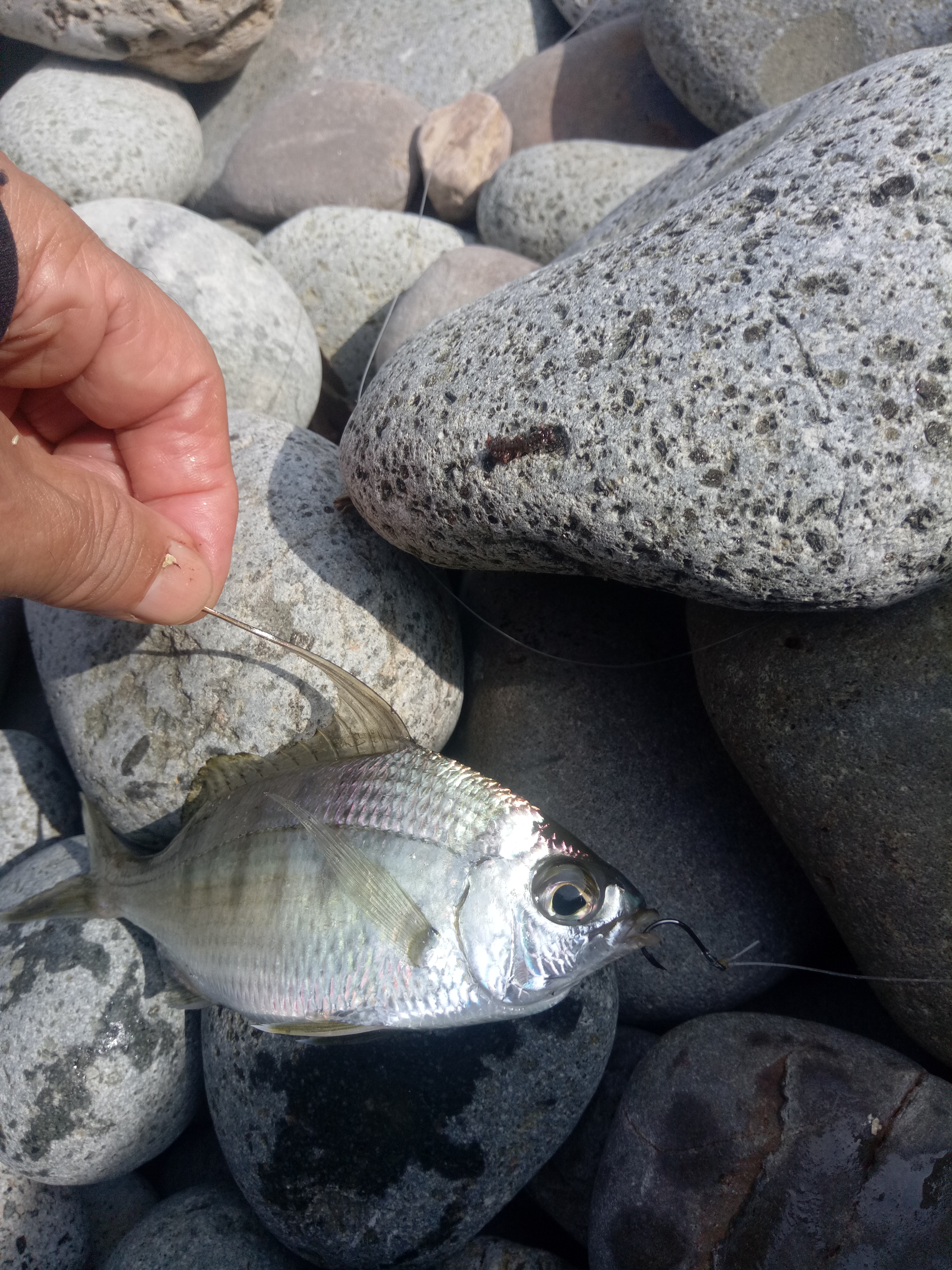 台湾海钓视频,台湾海钓