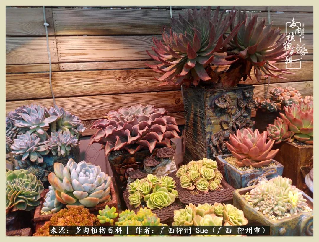 艳阳高照凉爽贵州，我要勤快地捕捉美好！（二）