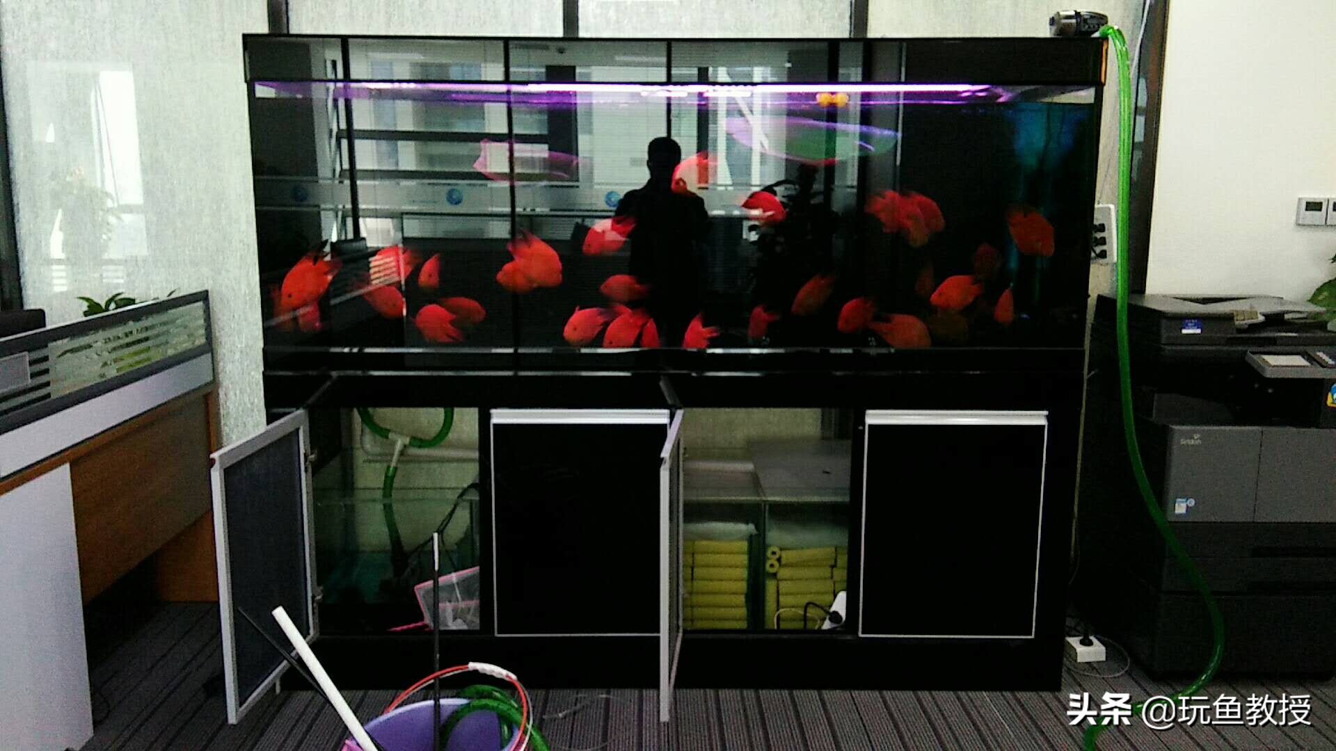 鱼缸新换的水有鱼腥味怎么解决,鱼缸刚换的水隔天就绿了怎么解决