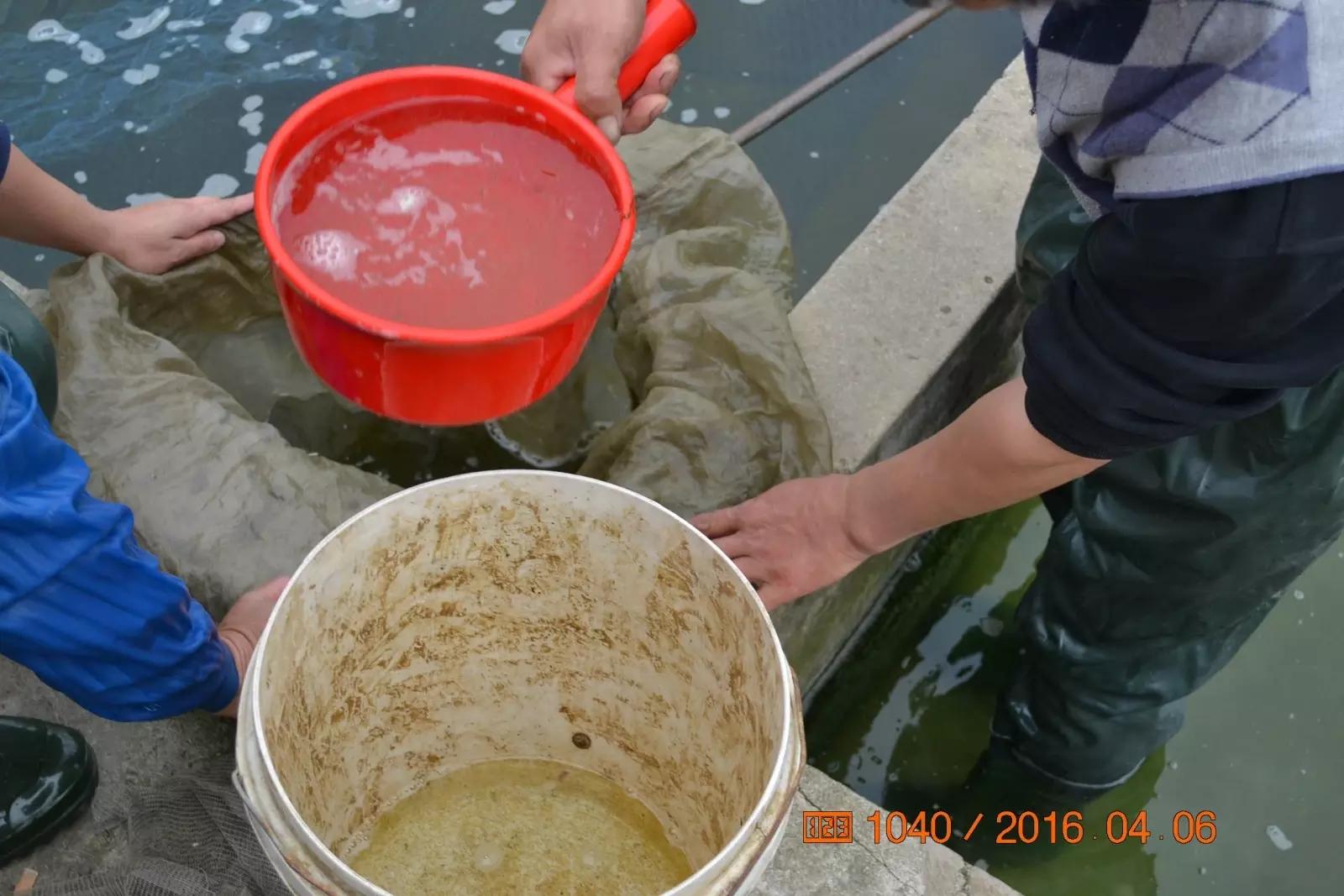 锦鲤池养殖方法图解,锦鲤繁殖全过程纪录片