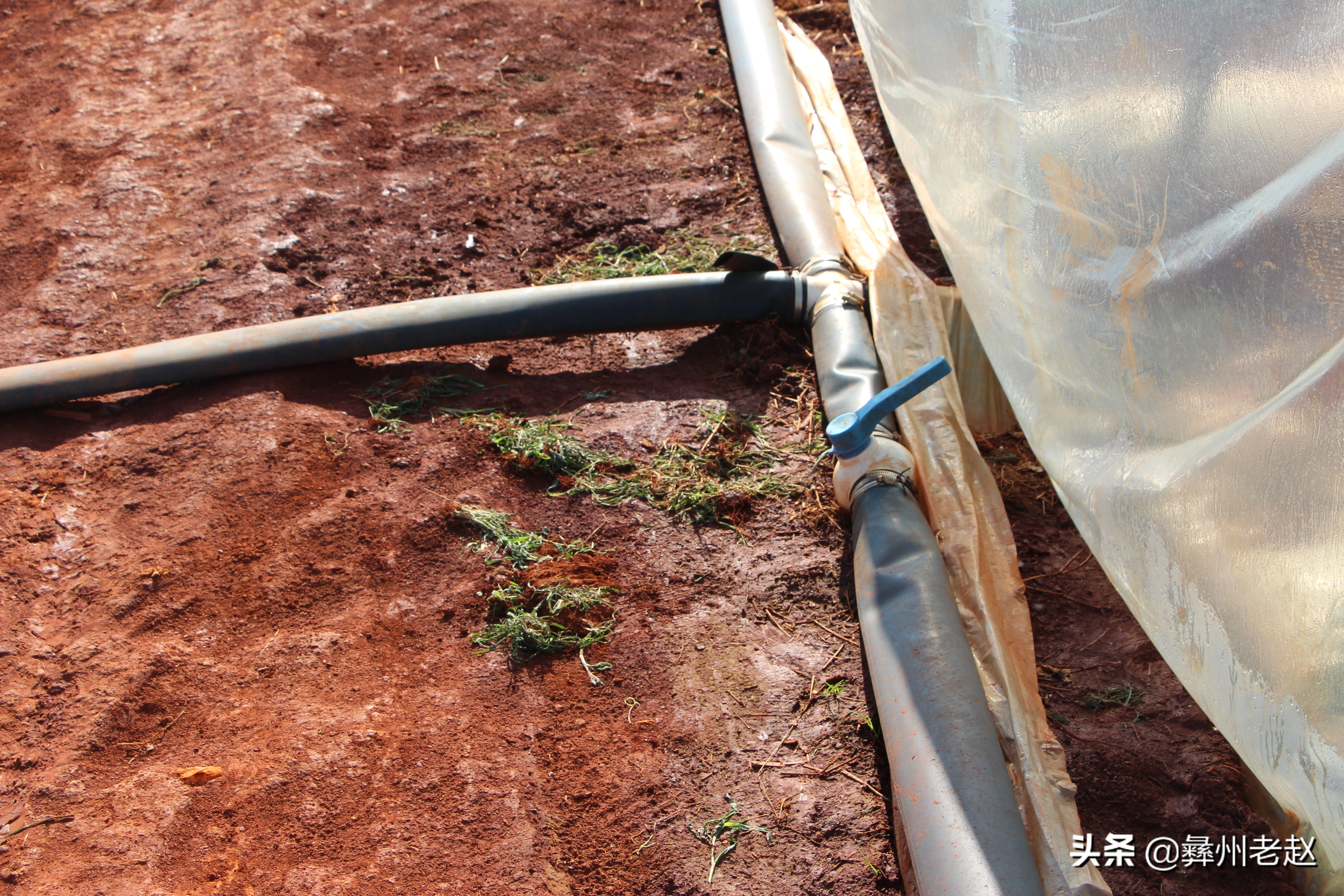 大棚西瓜不膨大怎么回事,大棚西瓜第一次膨瓜肥用什么