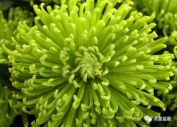 菊花虫害图片与防治视频,如何培植菊花盆栽