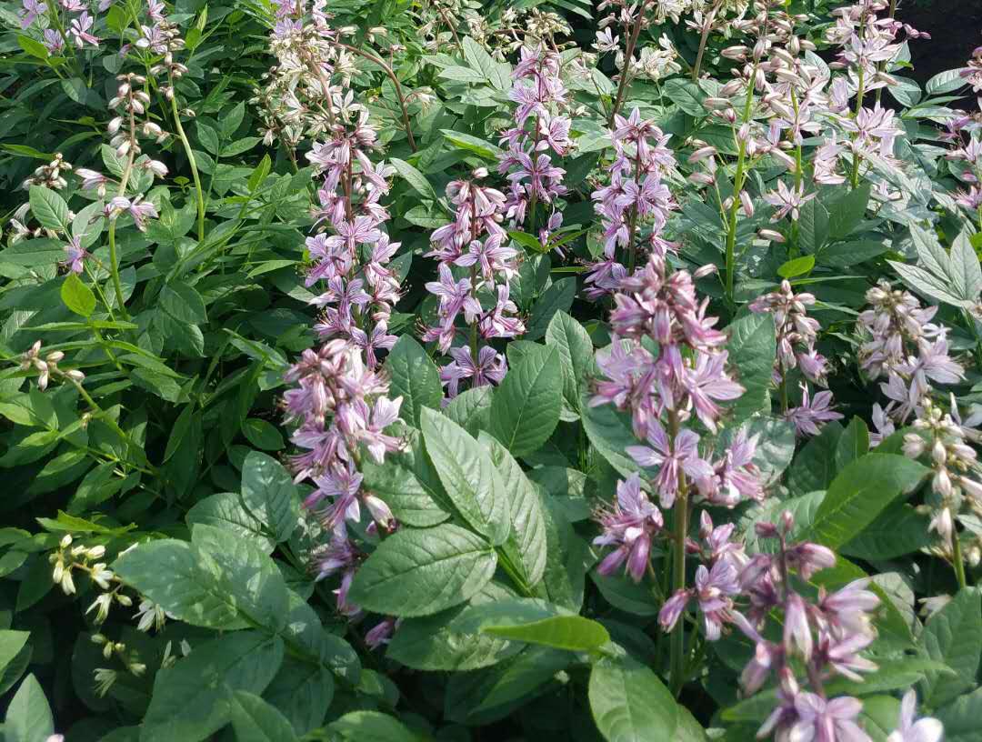 每日中药,中药白鲜皮是什么意思