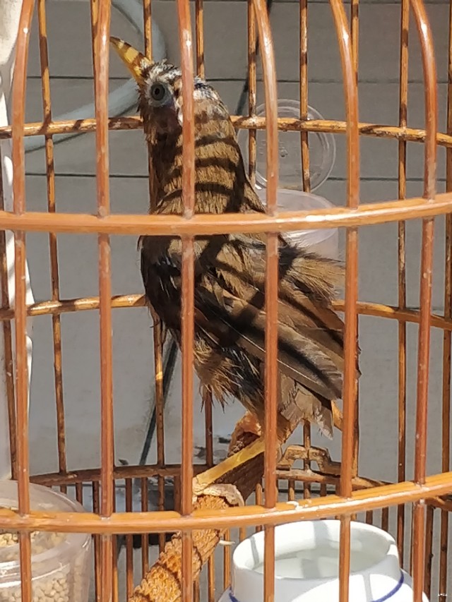 画眉鸟换毛的正确方法,画眉鸟换毛的最佳方法