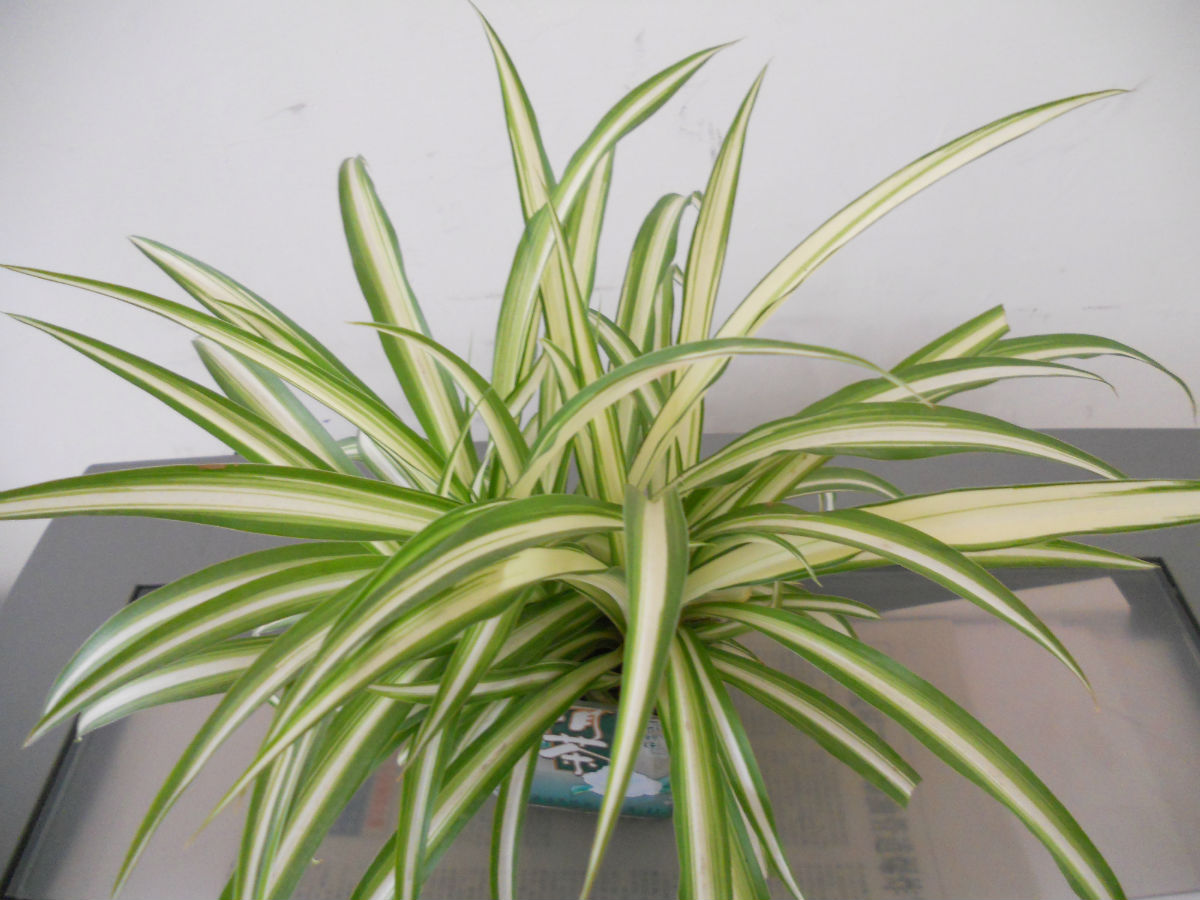 牡丹吊兰叶子发白怎么回事,油画吊兰叶子发白卷叶怎么回事