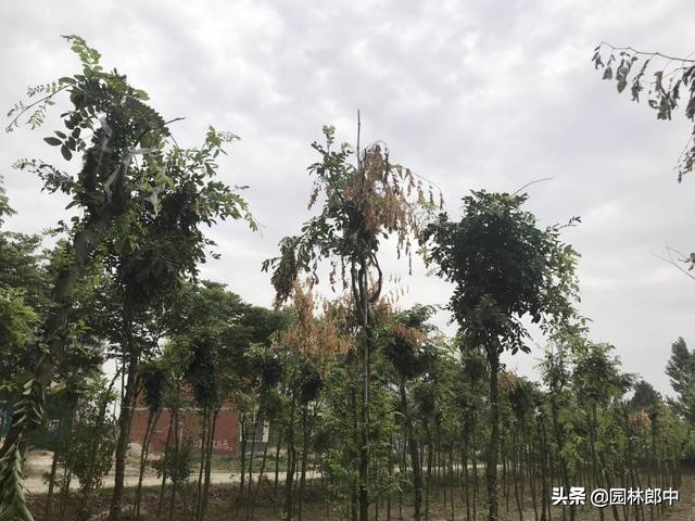 皂角树叶子枯萎发干如何治疗,皂角树掉叶子是什么原因