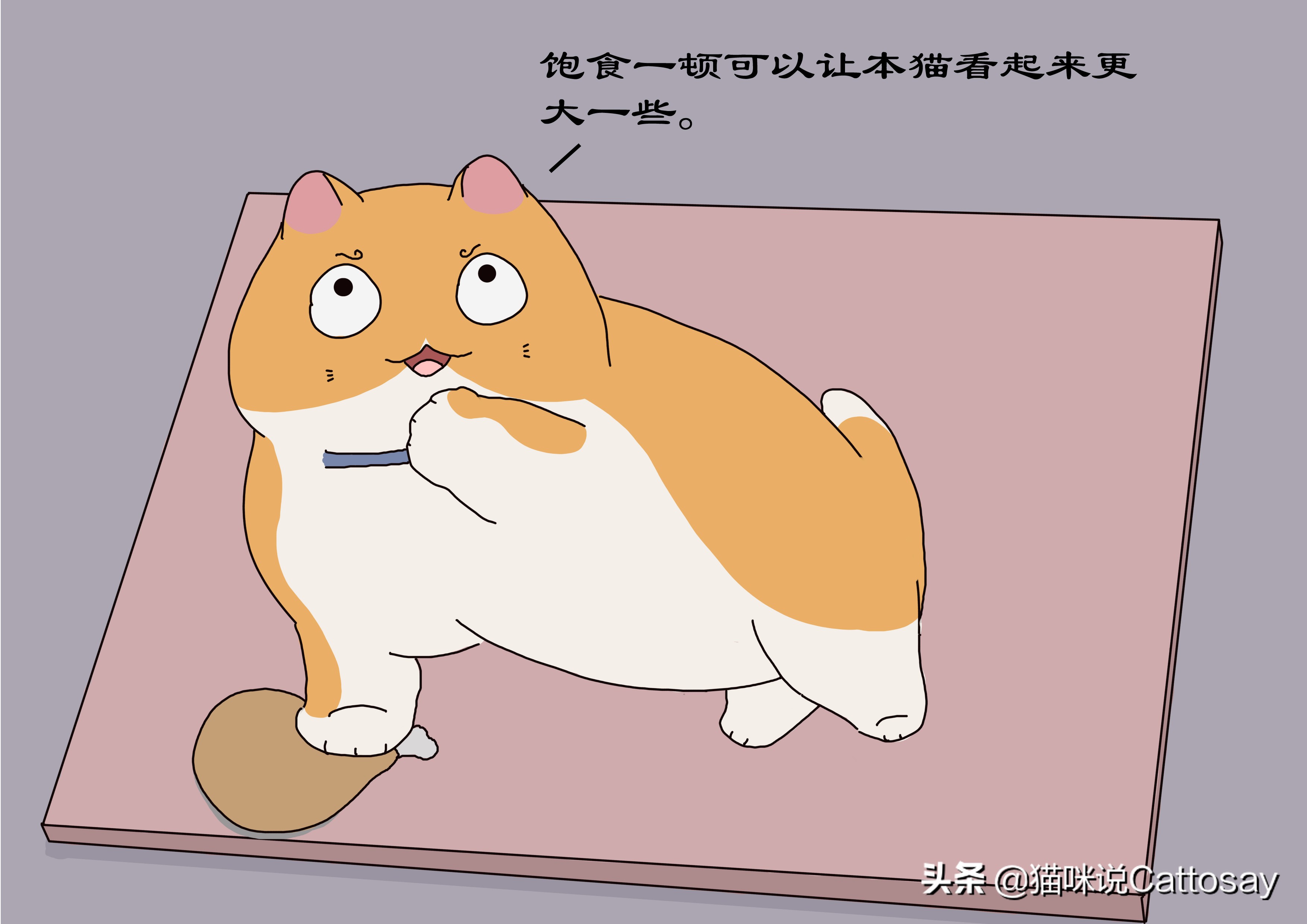 家猫出门遇到野猫,家猫每晚出去和野猫玩