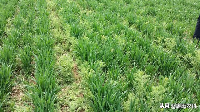 这个新药专治麦田雀麦、野燕麦、棒头草、硬草等禾本科杂草