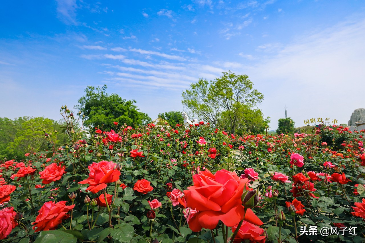 华中最大的玫瑰花园,中国最大的玫瑰花海