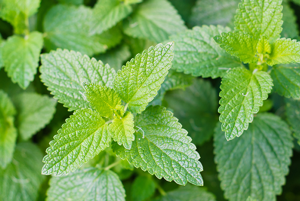 猫吃了猫薄荷像吸毒,猫吃了猫薄荷是不是像吃了菌子