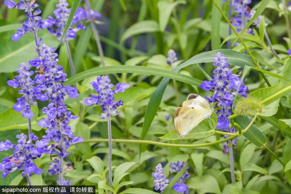 薰衣草花海真是太美了,北京薰衣草花海打卡网红地