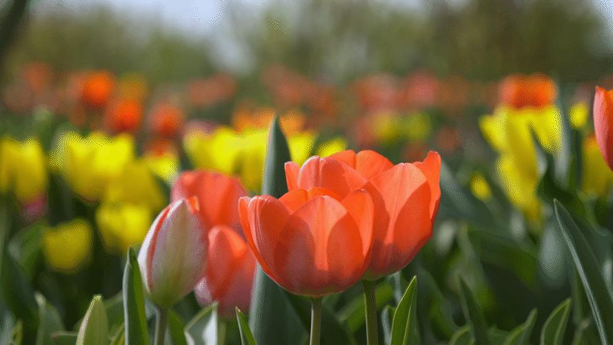 儿童画风车教程,儿童画风车画法