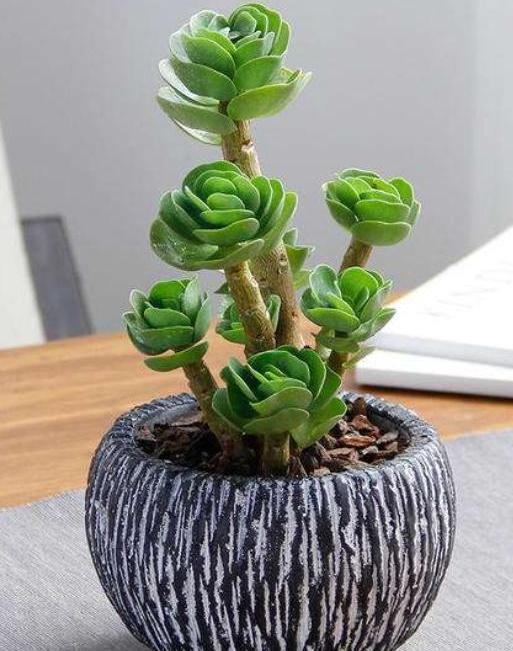 金钱木叶子发黄怎么补救最快,多肉金钱木叶子发黄的养护技巧