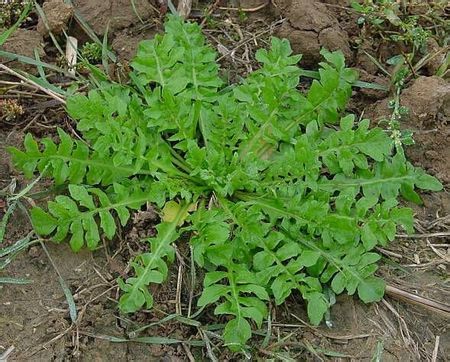 农村常见的“荠菜”是一种什么样的植物