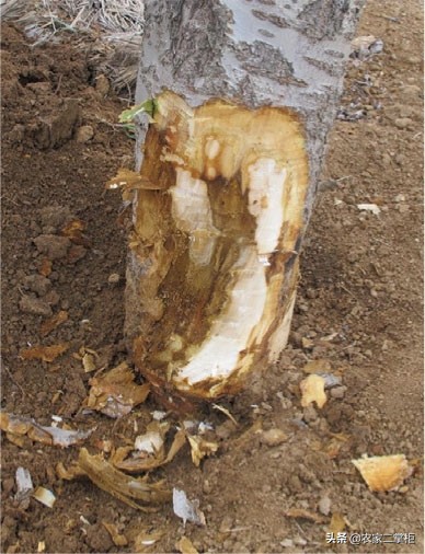 设施甜樱桃花期管理,樱桃种植技术及病虫害防治