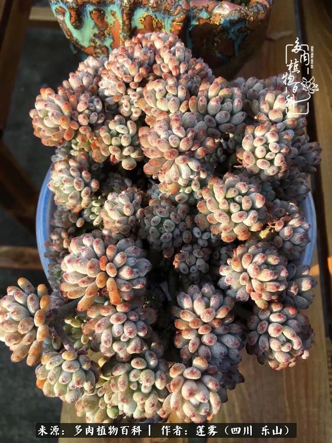 治愈系多肉精灵,初冬携一抹暖阳与多肉相伴