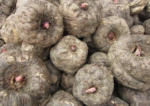 魔芋种植有哪些技术要点,魔芋种植高产技术视频