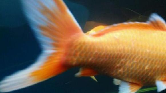 观赏鱼寄生虫可以用肠虫清吗,观赏鱼锦鲤的寄生虫表现