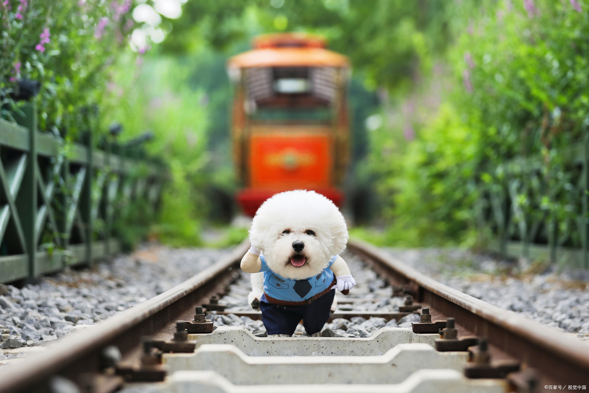 比熊该怎么正确的养,大型比熊要怎么喂狗粮