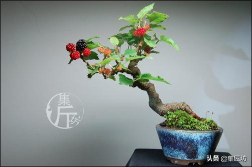 盆栽观赏树枯萎怎么补救,盆栽树枯萎的叶子可以剪掉吗