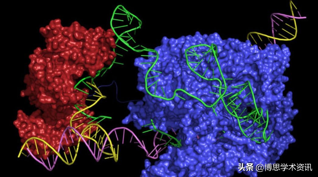 中药加免疫疗法治食管癌晚期,食管癌用免疫治疗效果好吗