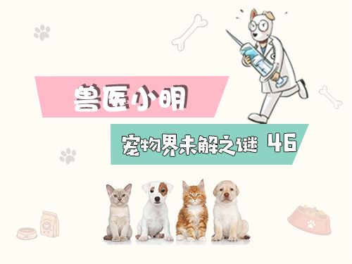 辟谣狗狗鼻子干就是生病,狗狗眼睛流泪可能是眼部疾病