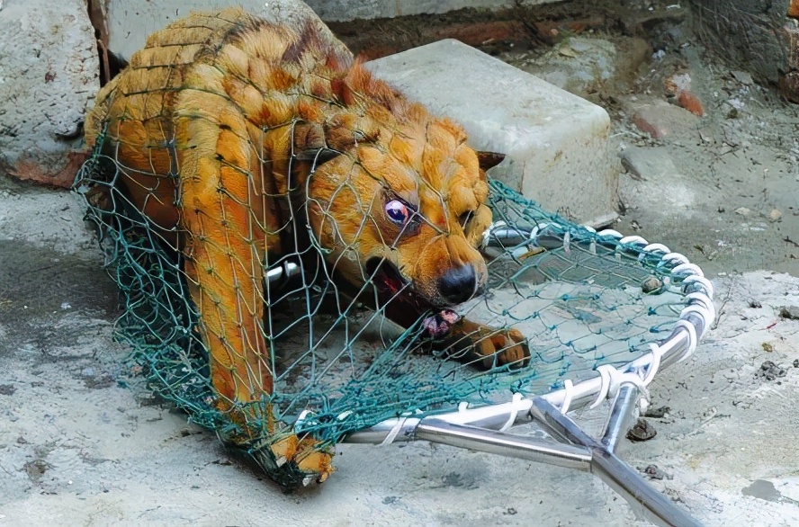 哪些大狗听话不咬人,都有什么大狗可以养