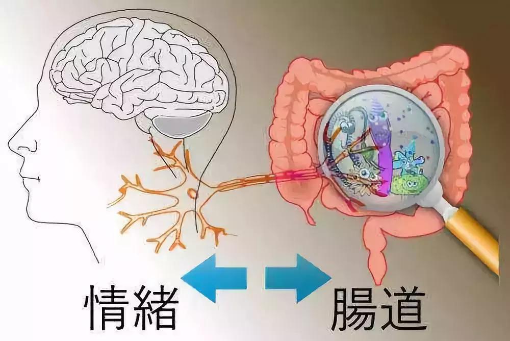 微生物脑肠轴介绍,微生物肠脑轴关系图