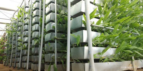 野姜黄种植技术视频,姜黄种植技术及亩收益