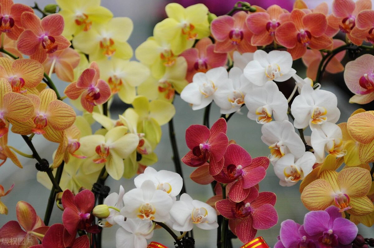 认识的100种花,室内五种好看的花卉