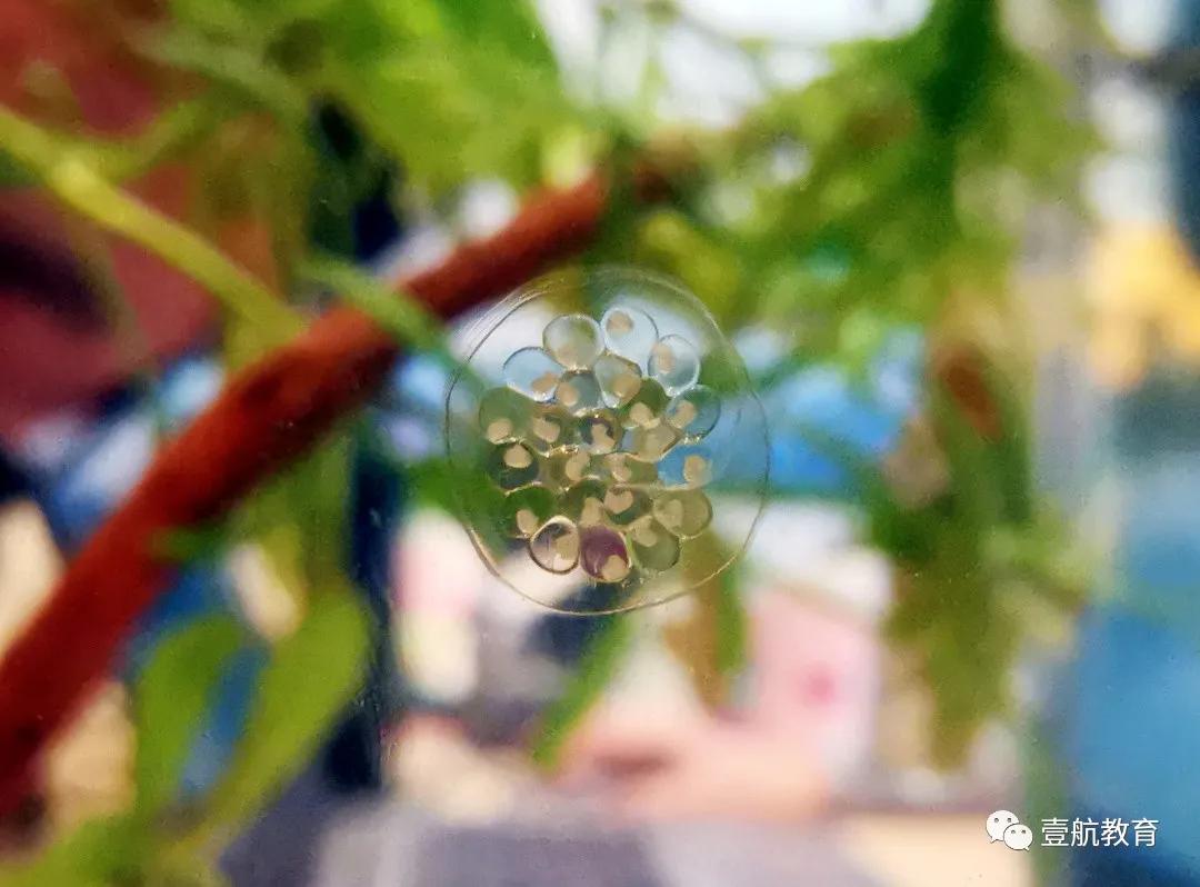 苹果螺怎么养着养着就只剩下壳了,苹果螺怎么保持颜色