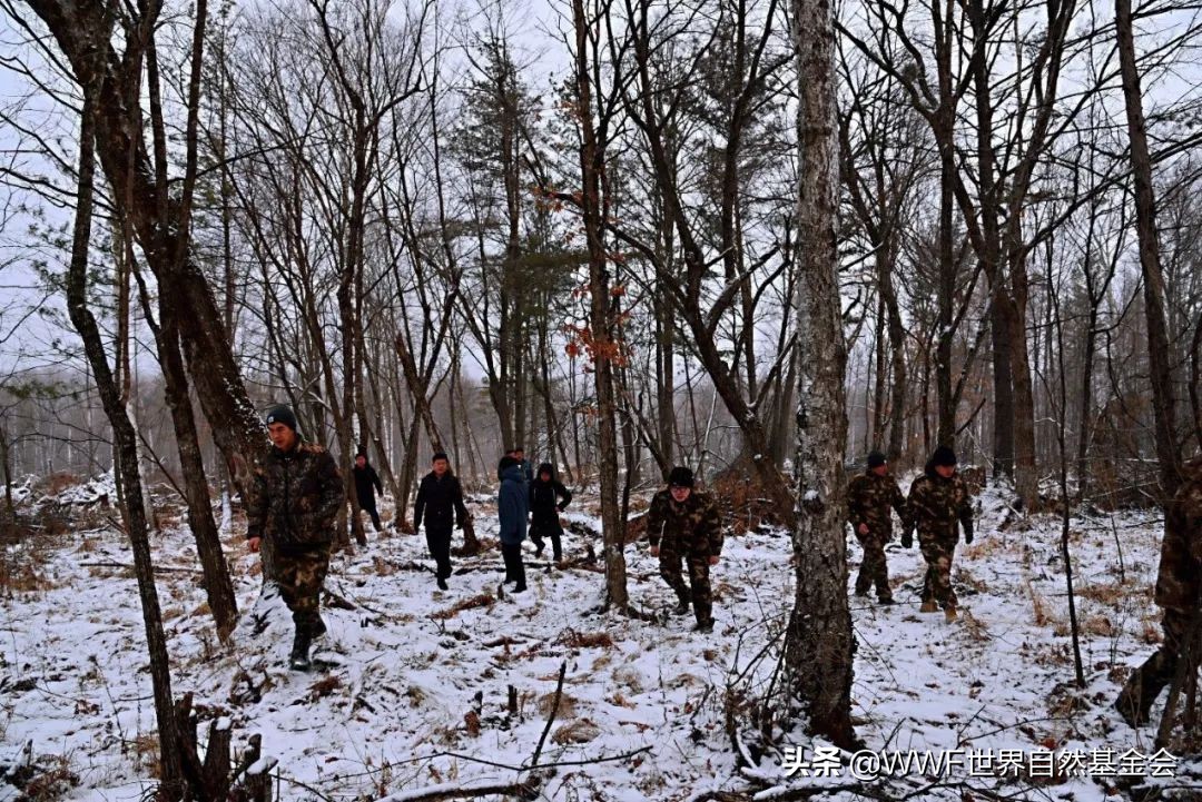 守护王者归来，邀你来画虎