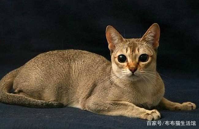 世界45种名犬图片大型犬,世界100种猫图片