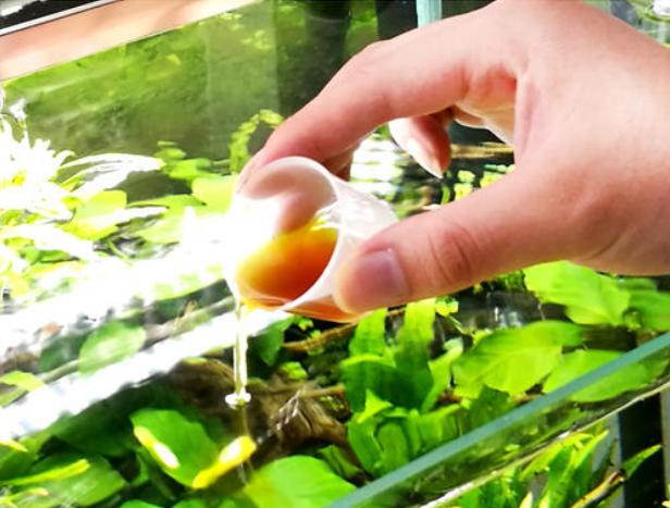 养鲤正能量—新入锦鲤存活率不高怎么办？资深鱼友：过水很重要