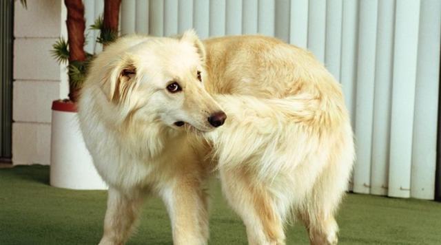 为什么狗狗会追着拖把咬,为什么狗狗会一直追着你跑