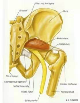 伟大的肌肉,用瑜伽带训练梨状肌