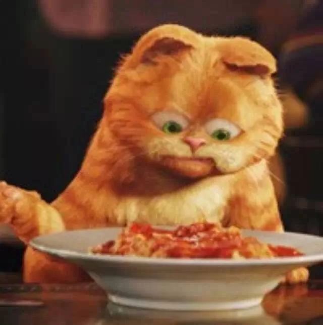 猫传染性肝炎用什么药治,猫得肝炎是什么症状